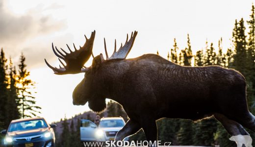moose-in-traffic